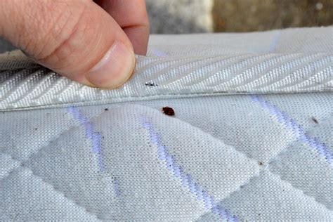 Can Bed Bugs Live On A Vinyl Mattress